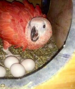 Red Factor African Grey Parrot Eggs
