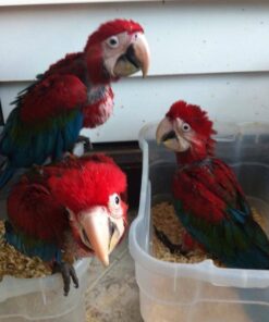 Green-Winged Macaw Baby Parrots