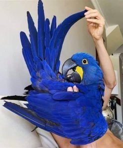 Hyacinth Macaw Parrots