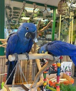 Hyacinth Macaw Parrots