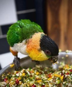 Black headed Caique Parrot