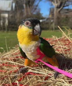 Black headed Caique Parrot