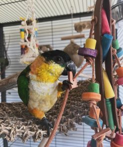 Black headed Caique Parrot