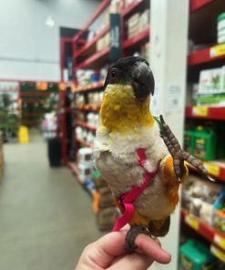 Black headed Caique Parrot