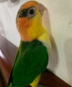 White-Bellied Caique Parrot