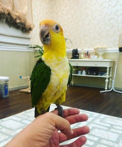 White-Bellied Caique Parrot