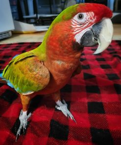 Calico Macaw Parrots