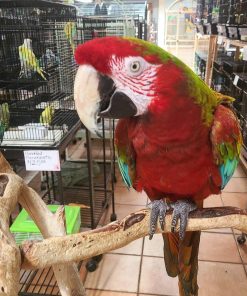 Calico Macaw Parrots