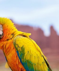 Camelot Macaw Parrots