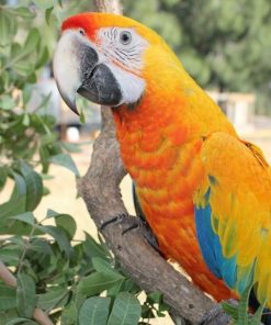 Camelot Macaw Parrots