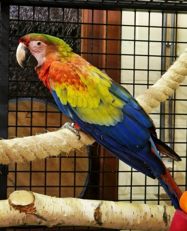 Camelot Macaw Parrots Worldwide Exotic Parrots Farm