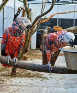 Red Factor African Grey Parrots