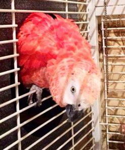 Red Factor African Grey Parrots