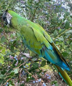 Mutation Buffon Macaw Parrots