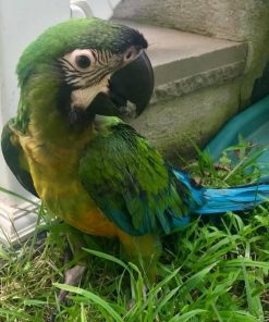 Mutation Buffon Macaw Parrots