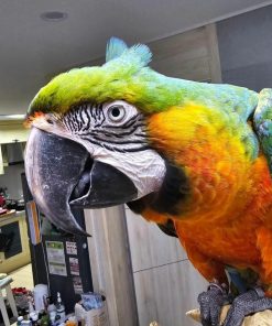 Harlequin Macaw Parrots