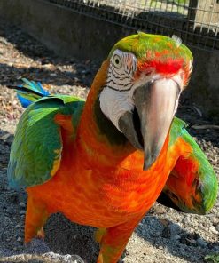 Harlequin Macaw Parrots