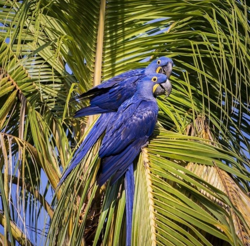 Hyacinth Macaw Parrots Worldwide Exotic Parrots Farm 