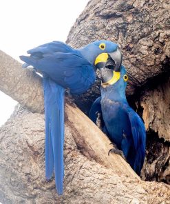 Hyacinth Macaw Parrots