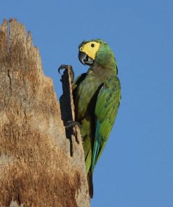 Red Bellied Macaw Parrot