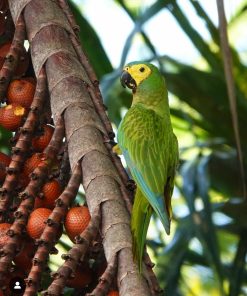 Red Bellied Macaw Parrot