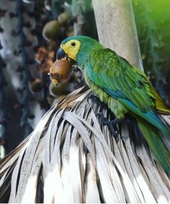 Red Bellied Macaw Parrot