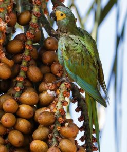 Red Bellied Macaw Parrot