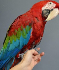 Green-Winged Macaw Parrots