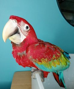 Green-Winged Macaw Parrots