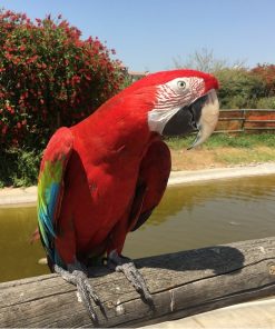 Green-Winged Macaw Parrots