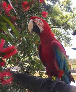 Green-Winged Macaw Parrots