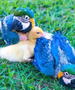 Blue & Gold Macaw Baby Parrots