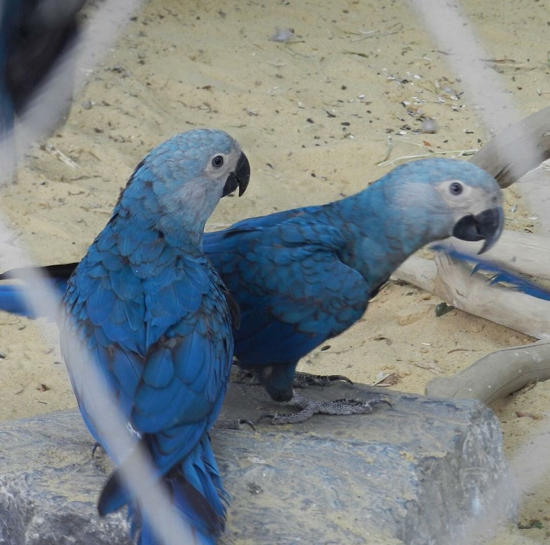 Spixs Macaw Parrot Worldwide Exotic Parrots Farm 