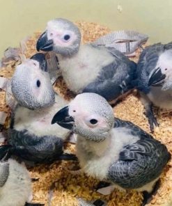 African Grey Baby Parrots