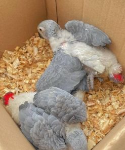 African Grey Baby Parrots