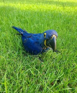 Hyacinth Macaw Baby Parrots