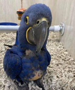 Hyacinth Macaw Baby Parrots