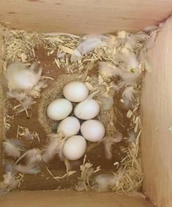 Moluccan Cockatoo Parrot Eggs