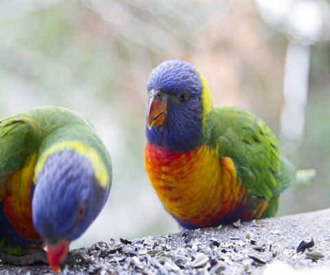 Eclectus Baby Parrots - Worldwide Exotic Parrots Farm