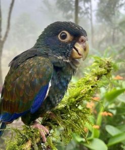 Bronze-winged Parrots