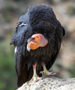 California condor (Gymnogyps californianus)