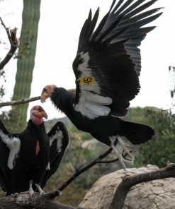 California condor (Gymnogyps californianus)