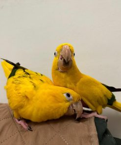 Golden Conure Birds