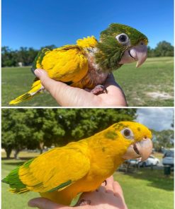 Golden Conure Birds