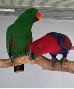 Eclectus Parrots