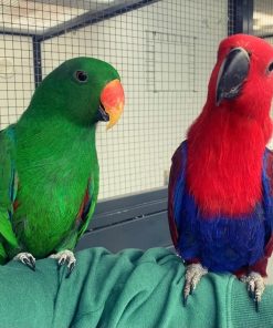 Eclectus Parrots