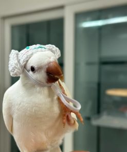 Monk Parakeet Birds