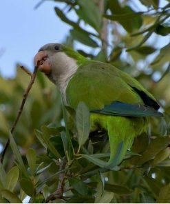 Monk Parakeet Birds