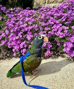 Pionus Parrots