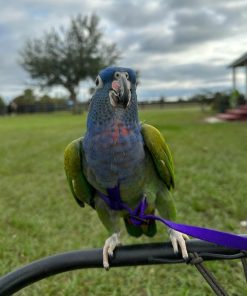 Pionus Parrots